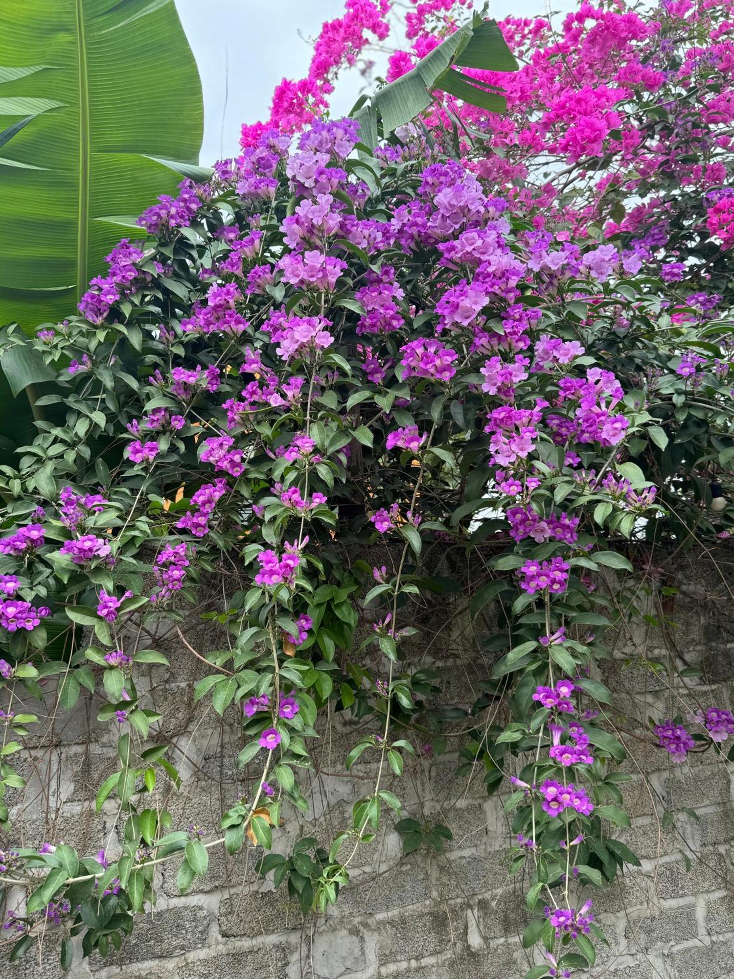 Rosa Garden Hotel Ninh Binh Exterior photo